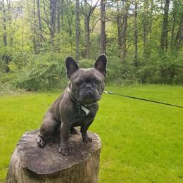 Thunder - French Bulldog