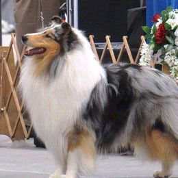 Oscar - Collie