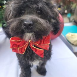 Havanese All Grown Up from HavtaHavRhavanese