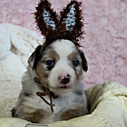 Miniature Australian Shepherd Puppies from Sand Dollar Aussies