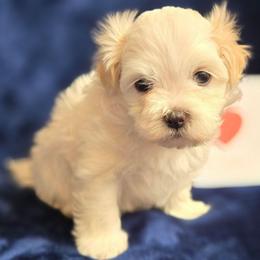 Jake (Red) - White male Maltipoo puppy in Sahuarita, Arizona from Cowgirl's Legacy Maltipoos