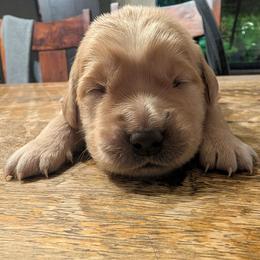 Pink - Dark golden female Golden Retriever puppy in Madison, Ohio from Heckmans English Cream Golden Retrievers