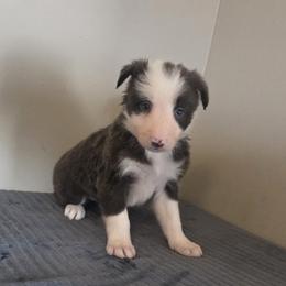 Kodi May Rouch - Blue female Border Collie puppy in Gary, Indiana from Lake Ridge Border Collies