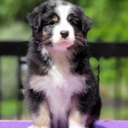 Girl 4 - Black tri-color female Australian Shepherd puppy in Maryland from Lake Shore Australian Shepherds