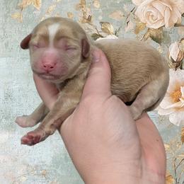 Girl 6 - Apricot female Cavapoo puppy in Coshocton, Ohio from Forever Family Puppies