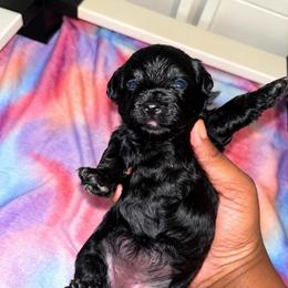 Kanga 2300 - Black female Yorkipoo puppy in Gastonia, North Carolina from Banks Dynasty Kennel