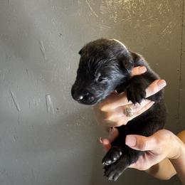 Gray Girl 2 - Black sable female Belgian Malinois puppy in Orange, Texas from Tacti-Mal K9 Kennels