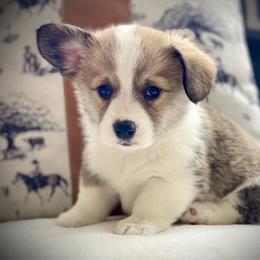 Lariat - Red male Pembroke Welsh Corgi puppy in Woodland, Washington from MB Acres Corgis