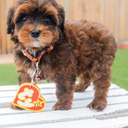 Aussiedoodle and Goldendoodle Puppies from Ever After Doodles Arizona
