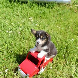 Drizella (2600) - White and black female Pembroke Welsh Corgi puppy in Valley, Washington from Corgis of the Mountain Valley