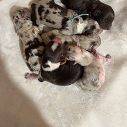 Girl 2 - female Australian Shepherd puppy in Dundee, Ohio from Aussies Of Circle H