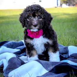 Aussiedoodle Puppies from Gore Doodle Ranch