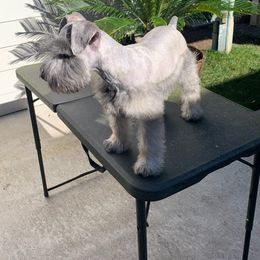 Miniature Schnauzer Puppies from Krystle's Miniature Schnauzers