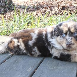 Tillie - Red merle female Australian Shepherd puppy in Macon, Georgia from Shaina’s Shepherds
