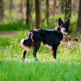 Border Collie All Grown Up from Ouachita Border Collies