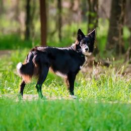 Border Collie All Grown Up from Ouachita Border Collies