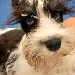 Miniature Schnauzers from Lively Miniature Schnauzers