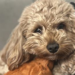 Diesel - Cavapoo
