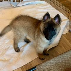 Belgian Tervuren Puppies from Kanna Belgian Tervuren