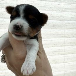 Red boy - Black tan and white male Biewer Terrier puppy in Lebanon, Oregon from SD99Biewers