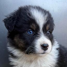 Kate - Black tri-color female Australian Shepherd puppy in Stanford, Kentucky from Red Feather Aussies