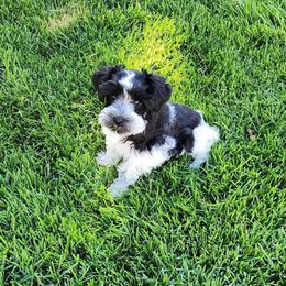 Rugy - Parti male Miniature Schnauzer puppy in Brigham, Utah from Onesmallschnauzer