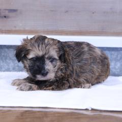Jingle - Merle male Whoodle puppy in West Bend, Iowa from Blue Skies Terriers