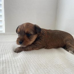 Bentley - Tan and white male Yorkshire Terrier puppy in Carencro, Louisiana from Ledet’s Yorkies
