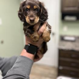 Dachshund Puppies from Golden Creek Farm