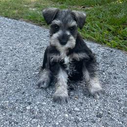 Mickey Red collar - Salt and pepper male Miniature Schnauzer puppy in Anthony, Florida from Amanda Tragash