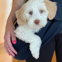 Australian Labradoodle Puppies from Bonzer Australian Labradoodles
