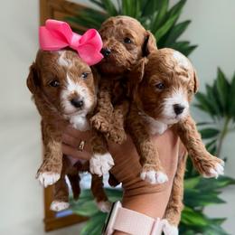 Boy 1 - Red male Cavapoo puppy in Pleasant Grove, Utah from Destination Doodles