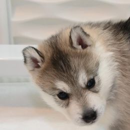 Siberian Husky Puppies from Coldwind Kennel