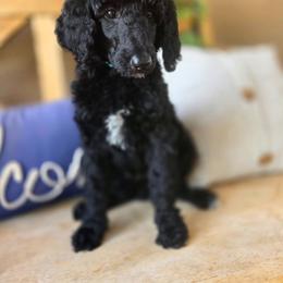 Fresca - Black female Poodle puppy in Mesa, Arizona from Desert Doodles