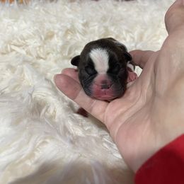 Thankful - Black brindle and white male Boston Terrier puppy in Johnstown, Colorado from R&M Bostons