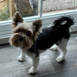 Chloe - Biewer Terrier