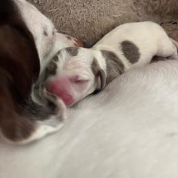 Blue Piebald Male - Piebald male Dachshund puppy in Summerville, South Carolina from Funk's Four-Legged Friends