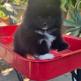 Bear - Black parti male Pomeranian puppy in Stockton, California from lunas_poms