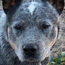 Houston - Australian Cattle Dog