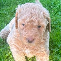 Blue boy - Cream male Goldendoodle puppy in Strattanville, Pennsylvania from Goldhaly Peach Doodles