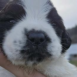 Saint Bernard Puppies from Eagle Mountain Saints