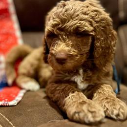 Justice (blue) - Cream male Labradoodle puppy in Mechanicville, New York from Deuce's Doodles