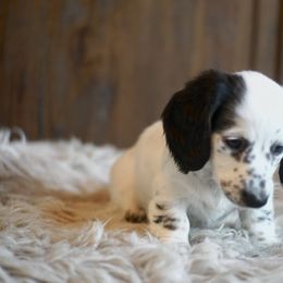 Dachshund Puppies from Dachshund Den
