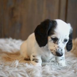Dachshund Puppies from Dachshund Den