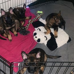 German Shepherd Puppies from Stephanie Hoffman's German Shepherds