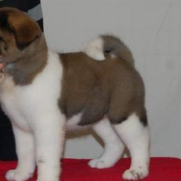  Puppies from Hickory Ridge Akitas