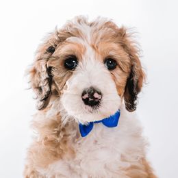 Royal - "Duke" - Bernedoodle puppy from Shabbey Sheek Bernedoodles