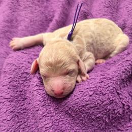 Justice - Cream female Goldendoodle puppy in Summerfield, North Carolina from Lila's Teddybear Goldendoodles