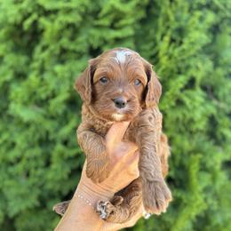 Cavapoo Puppies from Columbia Basin Puppies