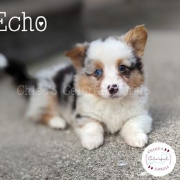 American Corgi, Cardigan Welsh Corgi, and Pembroke Welsh Corgi Puppies from Chloe's Colorful Corgis